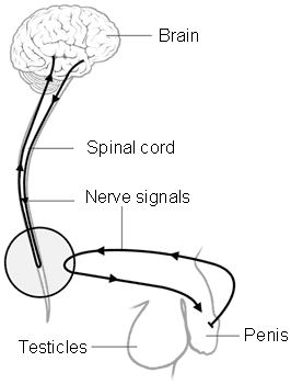 nerve signals