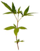 Chasteberry (agnus castus)