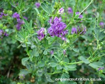 alfalfa grass