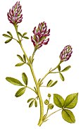 alfalfa plant