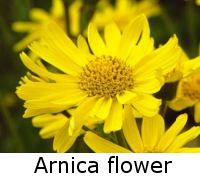 arnica flower