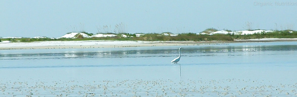 A supple bird walking through a lagoon