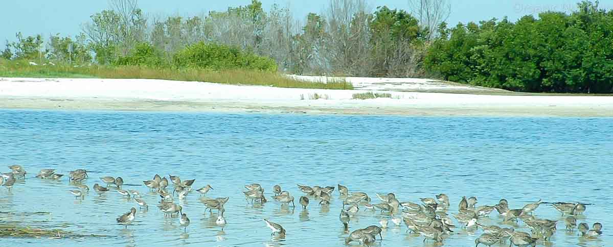 birds constantly hunt for protein sources