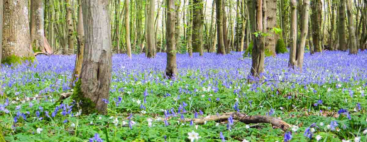 relaxing bluebells growing in a forest