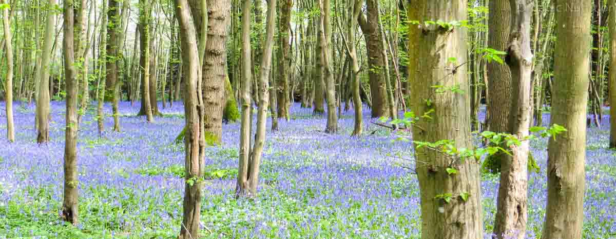 bluebell meadow