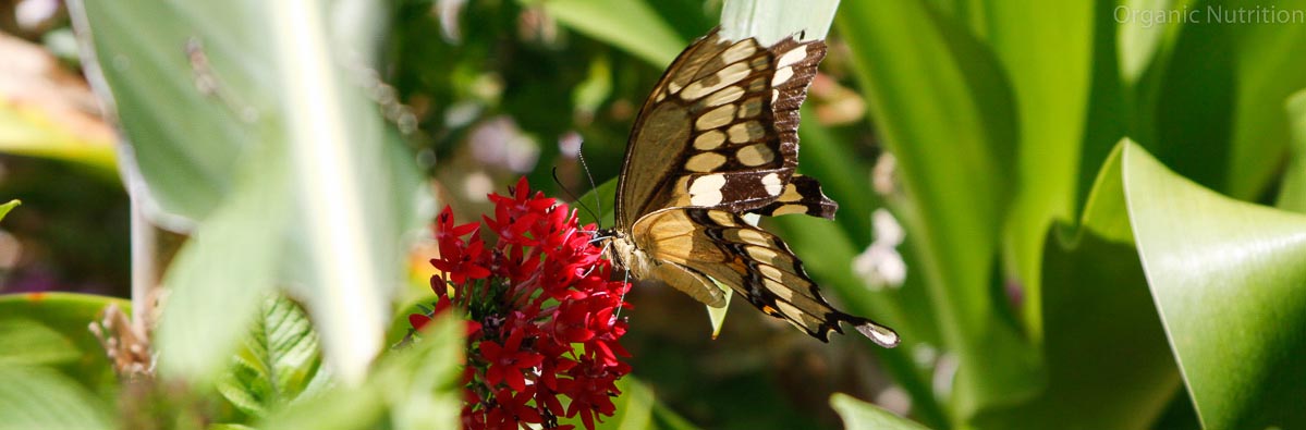 butterflies know plants are full of goodness