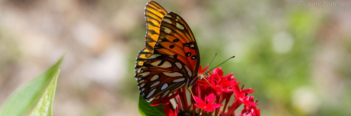 Lovely butterfly enjoying nectar