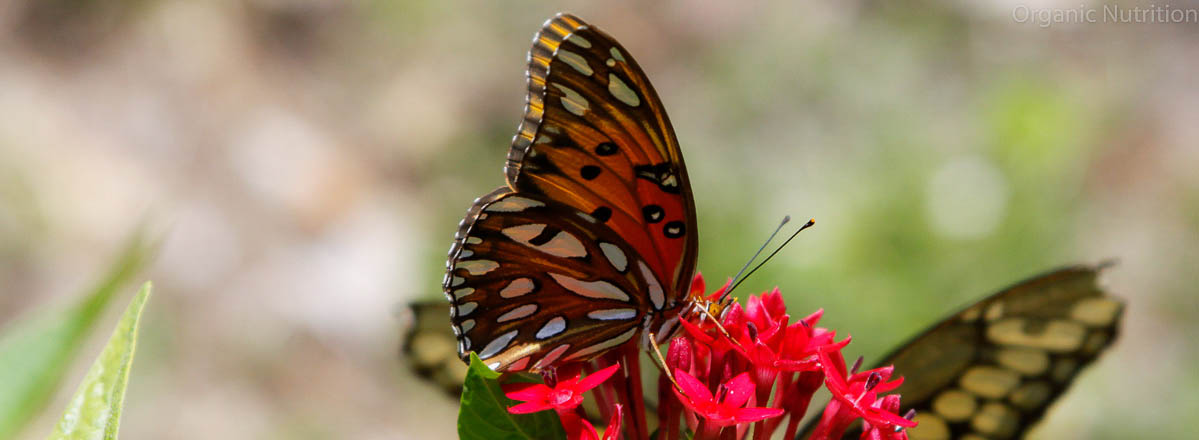 Even butterflies use plants and nectar to convert into protein