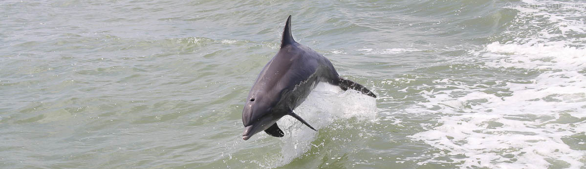 A dolphin leaping and moving through waves