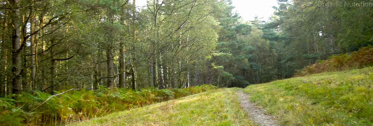 path leading into a forest