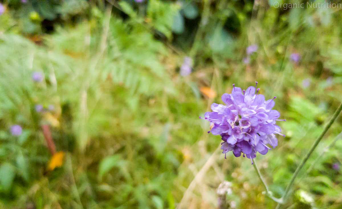 lilac coloured flower