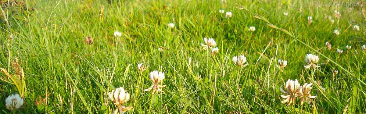 wild flowering plants  in a meadow