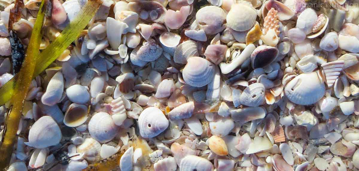 Small shells on a beach