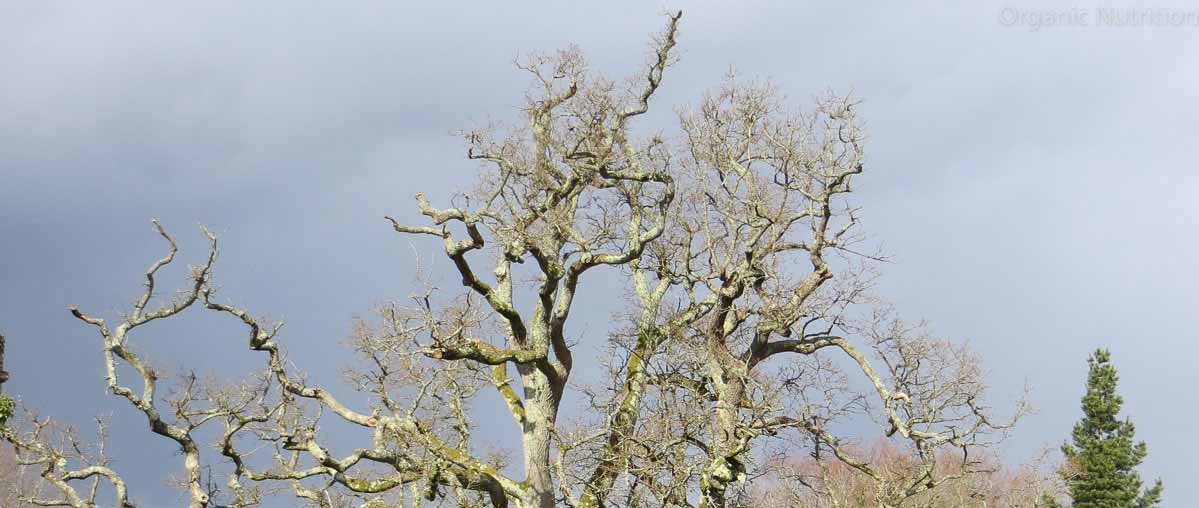 dried out plants and trees need moisture