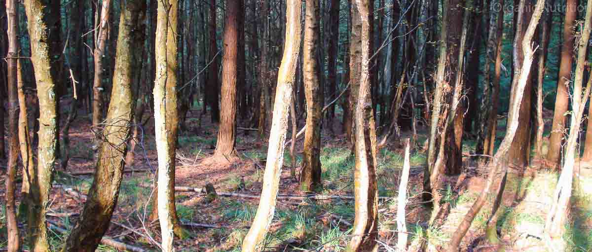 weak or strong tree trunks