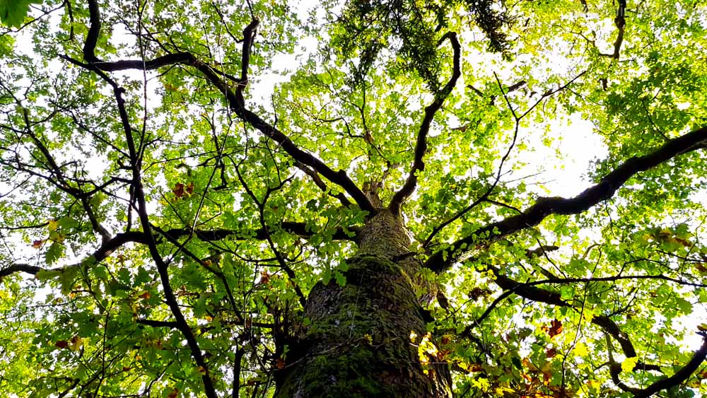 tree branches spreading like tentacles