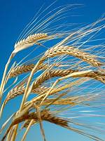 natural organic barley