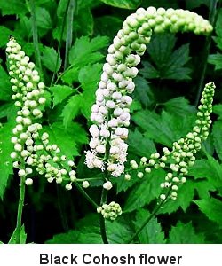 black cohosh plant