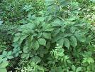 Black Cohosh plant