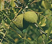 green hulls on a black walnut