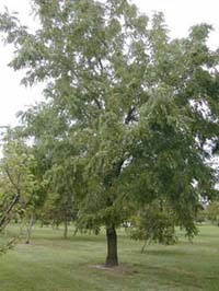 Black Walnut Tree