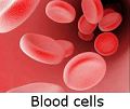 blood cells