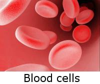 blood cells