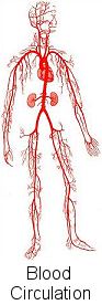 veins and arteries in the body