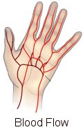 blood flow in hand