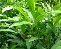 healthy cardamom plants