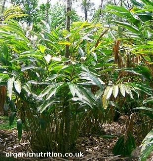 cardamom plant growing