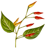 Cayenne