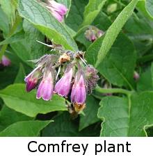 comfrey