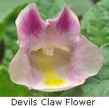 devils claw flower