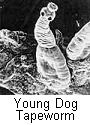 dog tapeworm