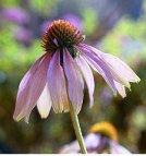 echinacea plant