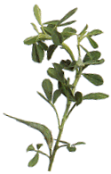 Fenugreek