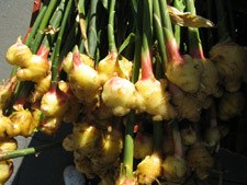 ginger root plant
