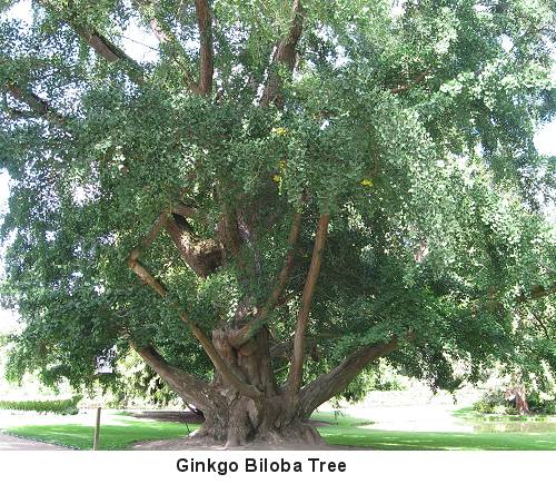 ginkgo biloba