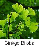 Ginkgo Biloba 