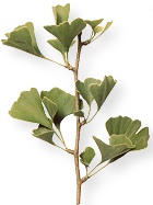 Ginkgo Biloba - See more information.