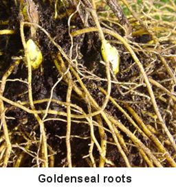 Roots of the goldenseal plant