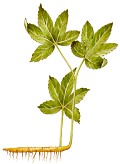 A picture of Goldenseal showing the root system