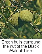 green hulls on black walnut tree