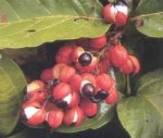 guarana