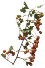 Hawthorn plant