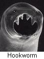 hookworm