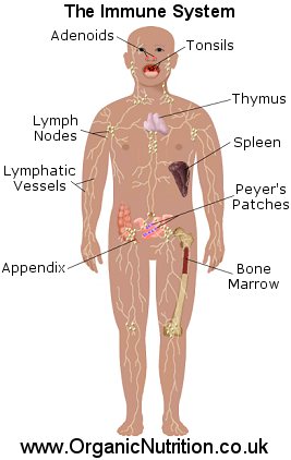 Your immune system diagram