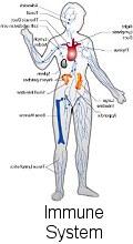 The interconnected immune system in the body