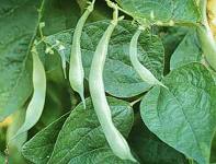 kidney bean extract